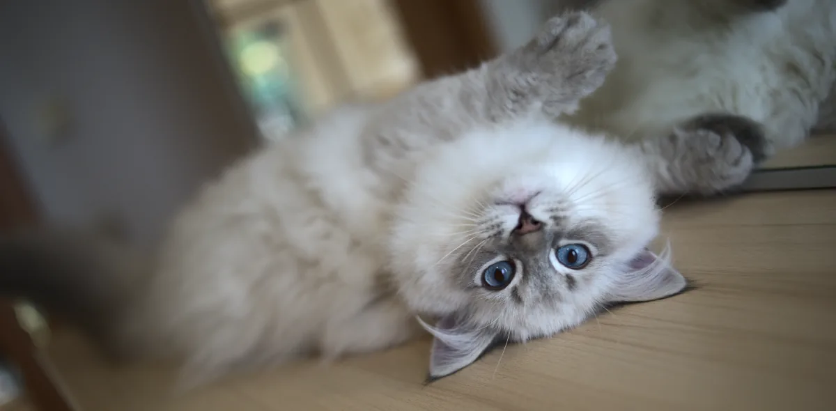 Ulrich Graf Neva, a 21 33 09- blue tabby point with white - taken