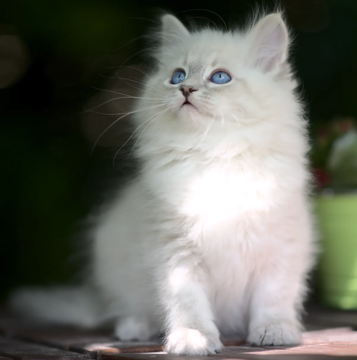 Undine Graf Neva, 10 weeks