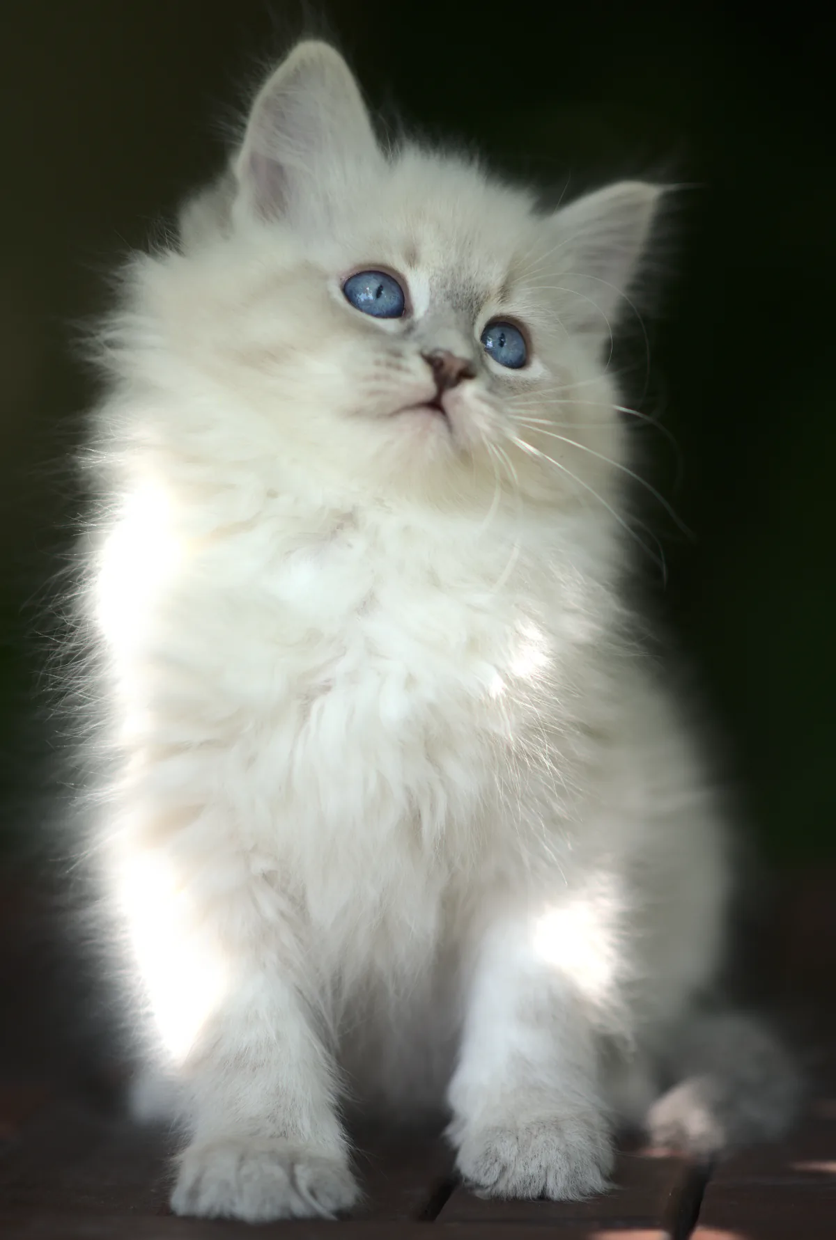 Undine Graf Neva, a 21 33 - blue tabby point - taken