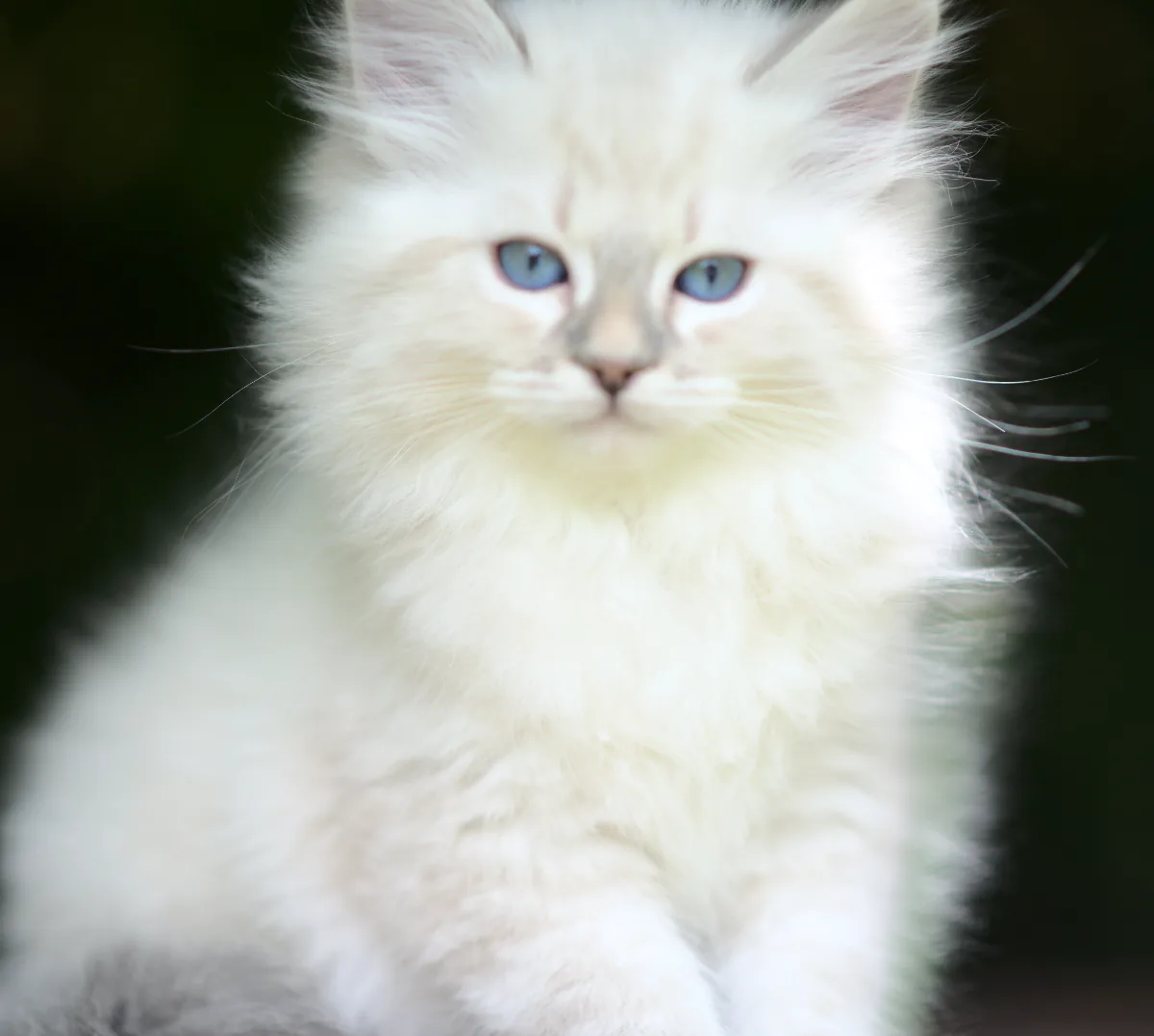 Uwe Graf Neva, 10 weeks
