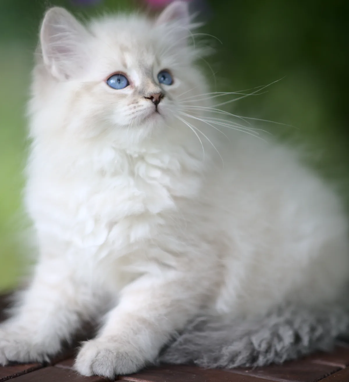 Uwe Graf Neva, 10 weeks