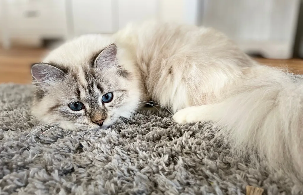 Vera Graf Neva, f 21 33 09 (torbie tabby point with white) - taken
