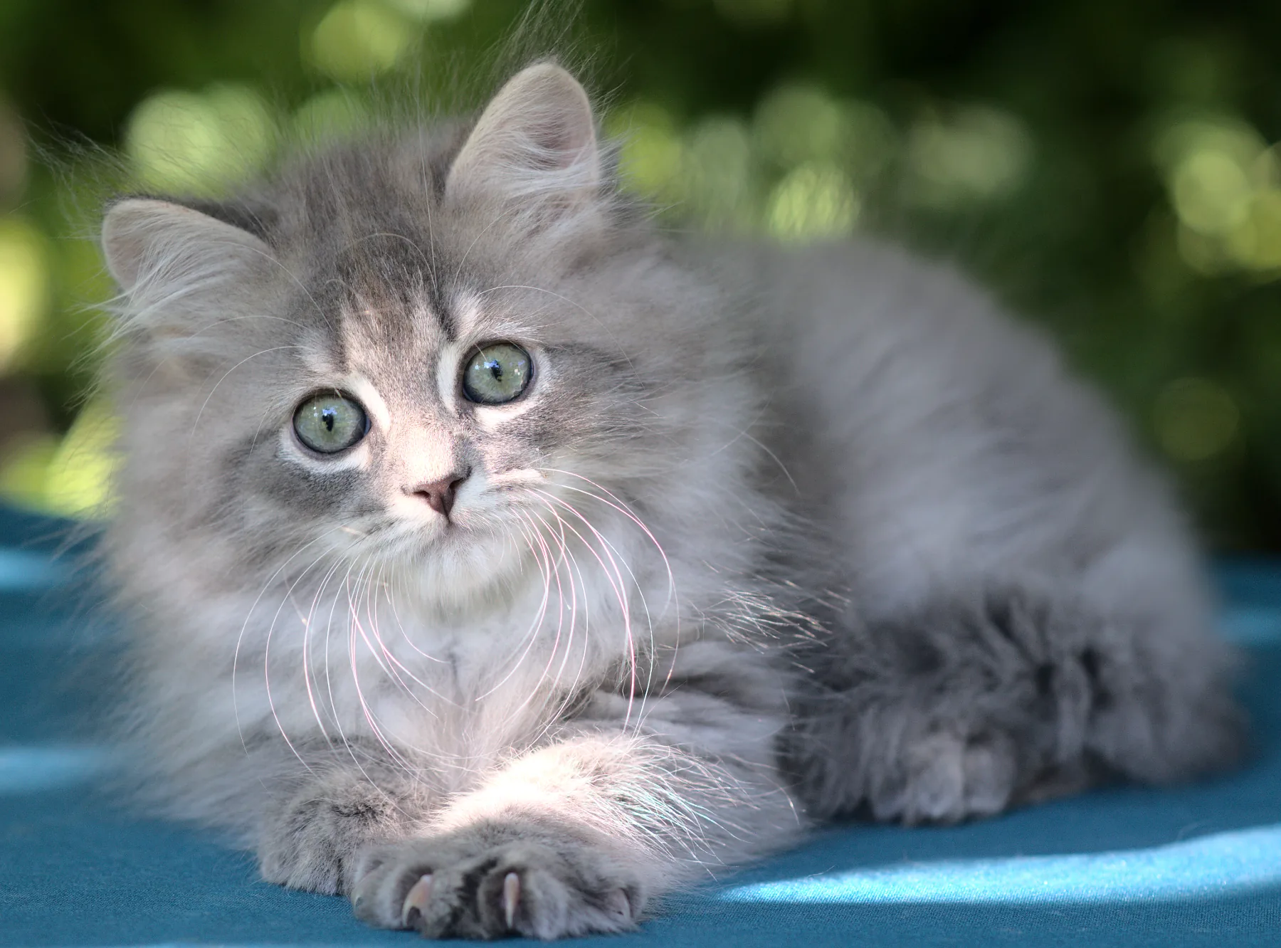 Vicking Graf Neva, a 24 (blue spotted tabby) - taken