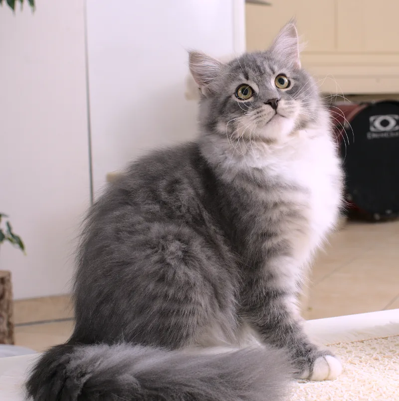 Virgin Graf Neva, a 24 09 (blue spotted tabby white) - taken