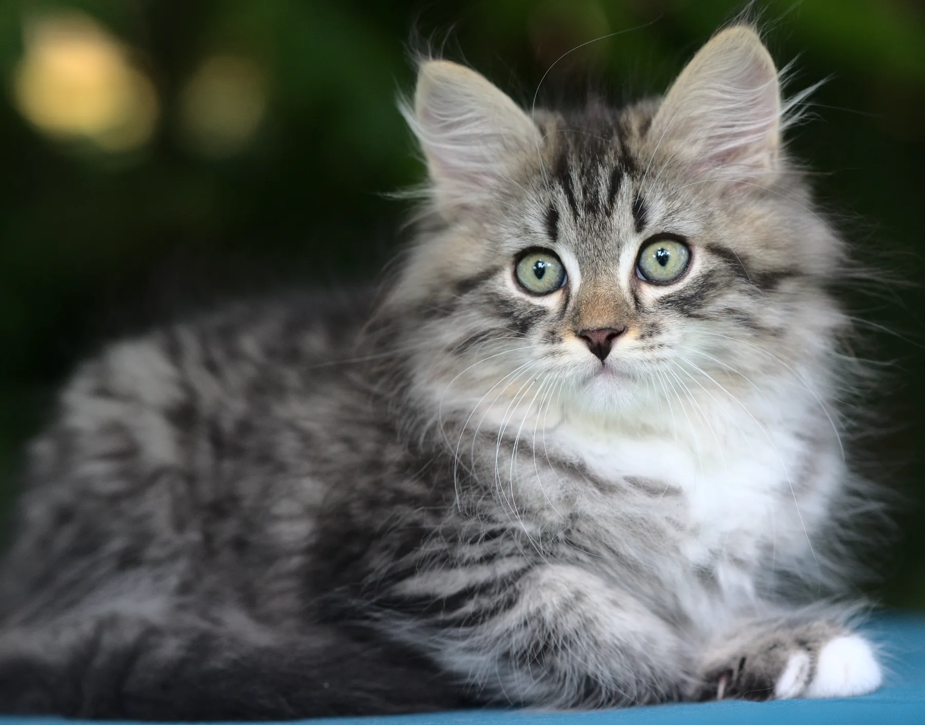 Vulkan Graf Neva, n 24 09 (black spotted tabby) - taken