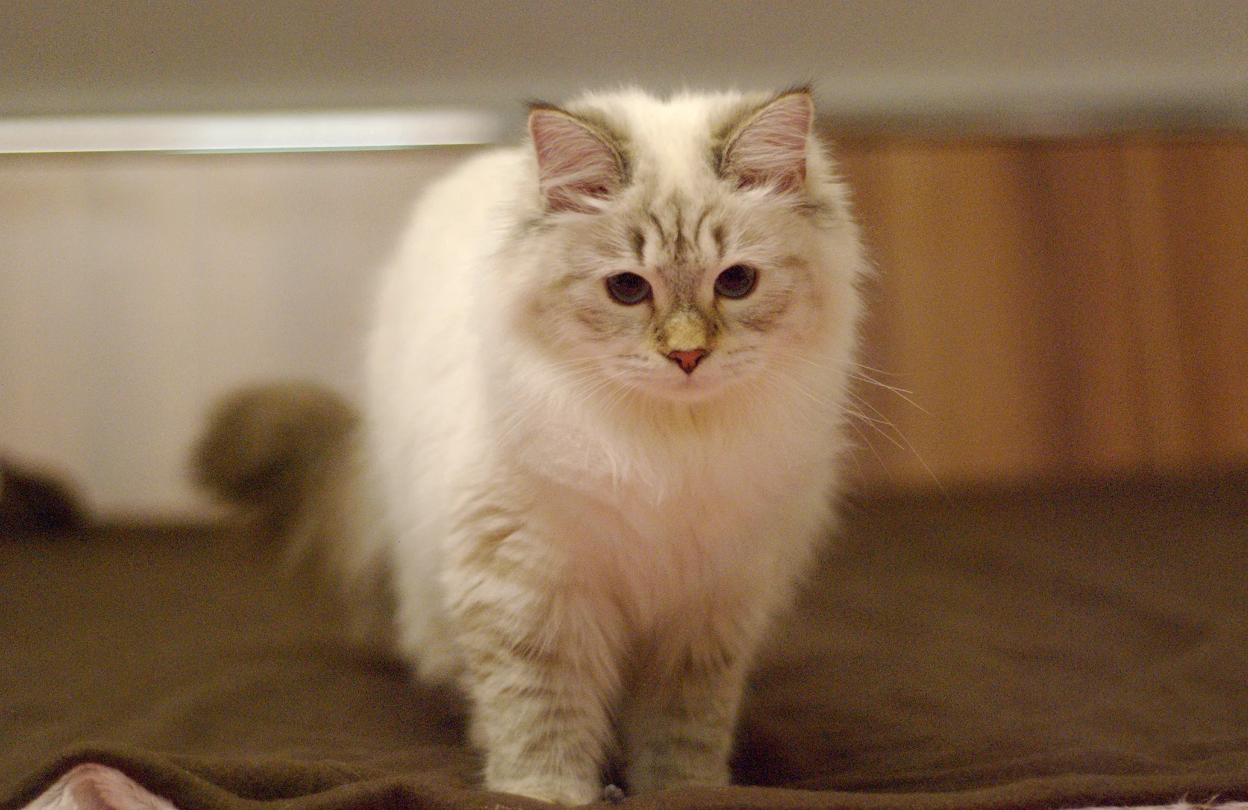 Verona Siberian Samotsvet 7,5 months