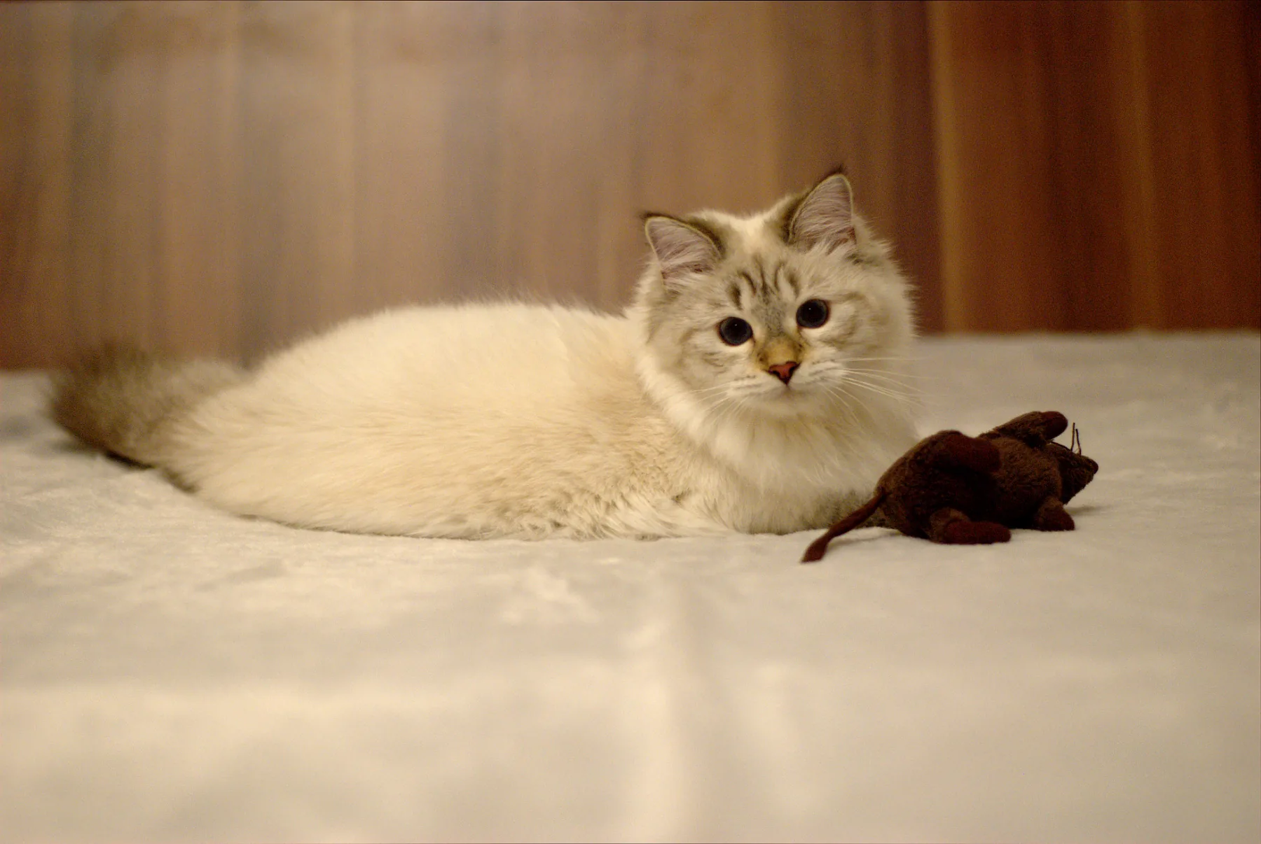 Verona Siberian Samotsvet 7,5 months