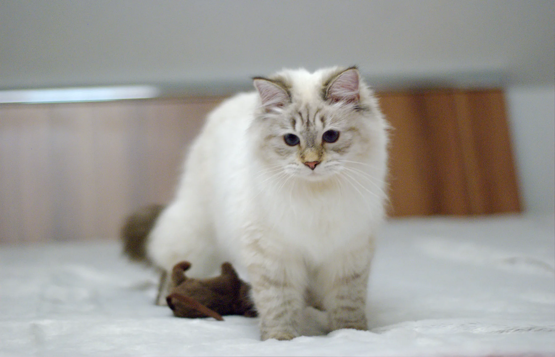 Verona Siberian Samotsvet 7,5 months