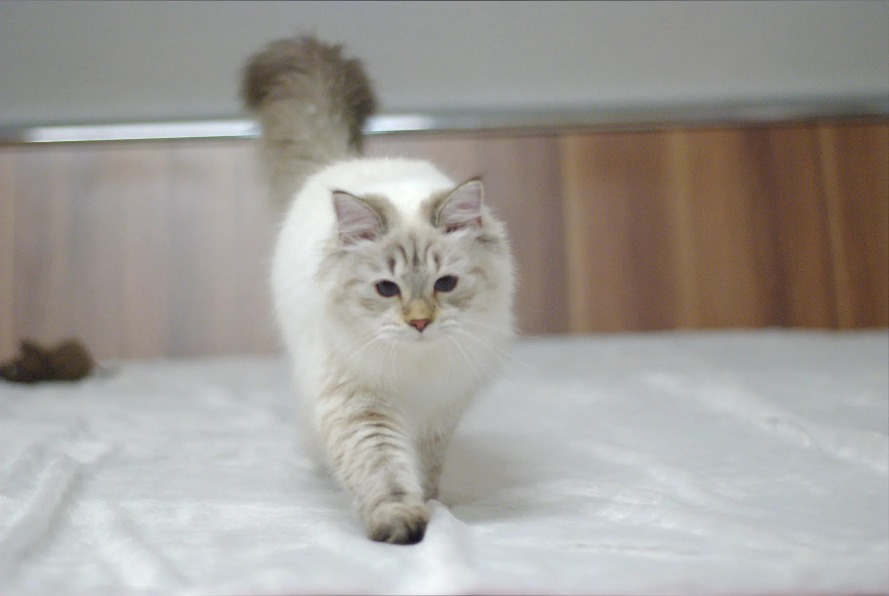 Verona Siberian Samotsvet 7,5 months