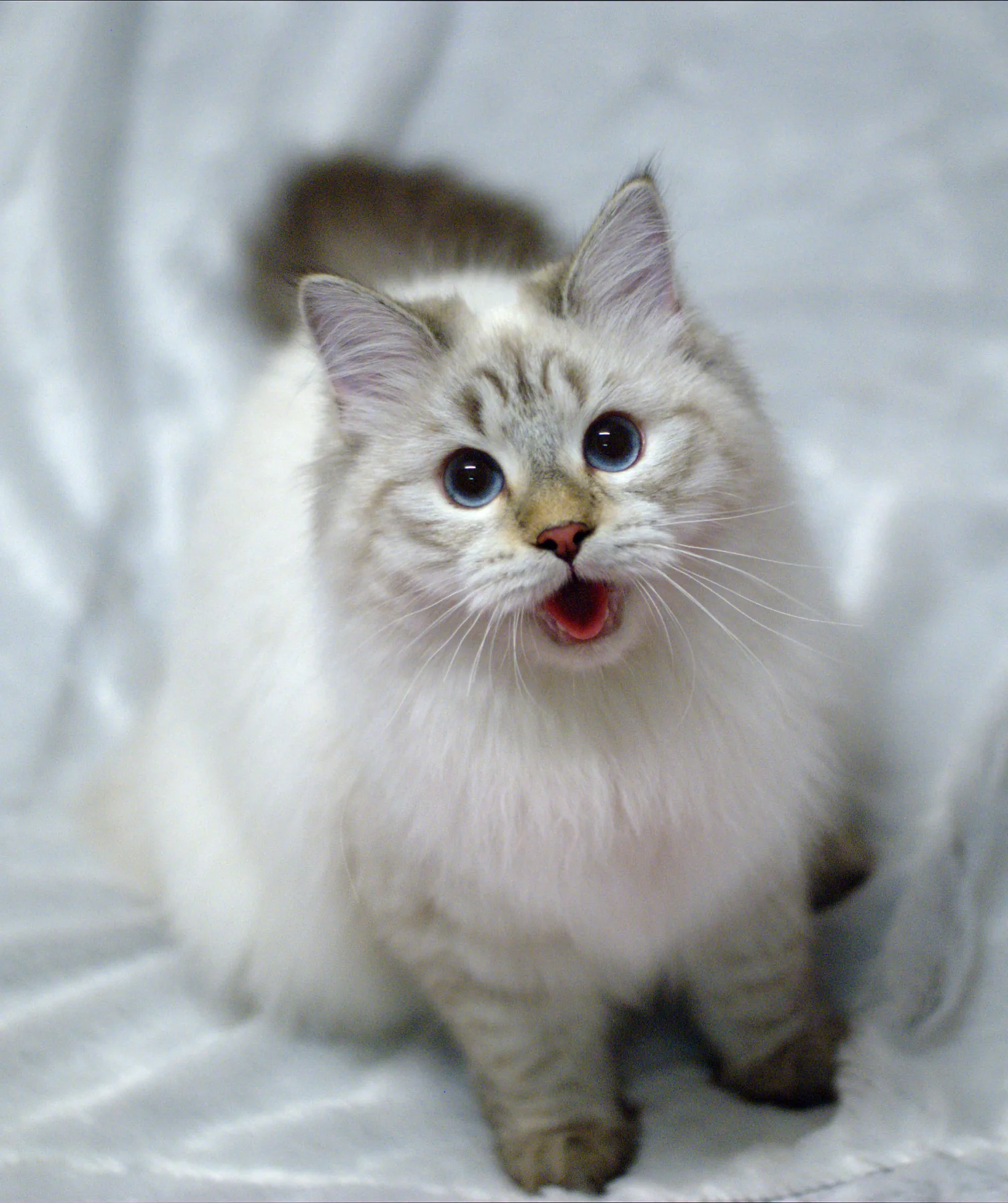 Verona Siberian Samotsvet 7,5 months