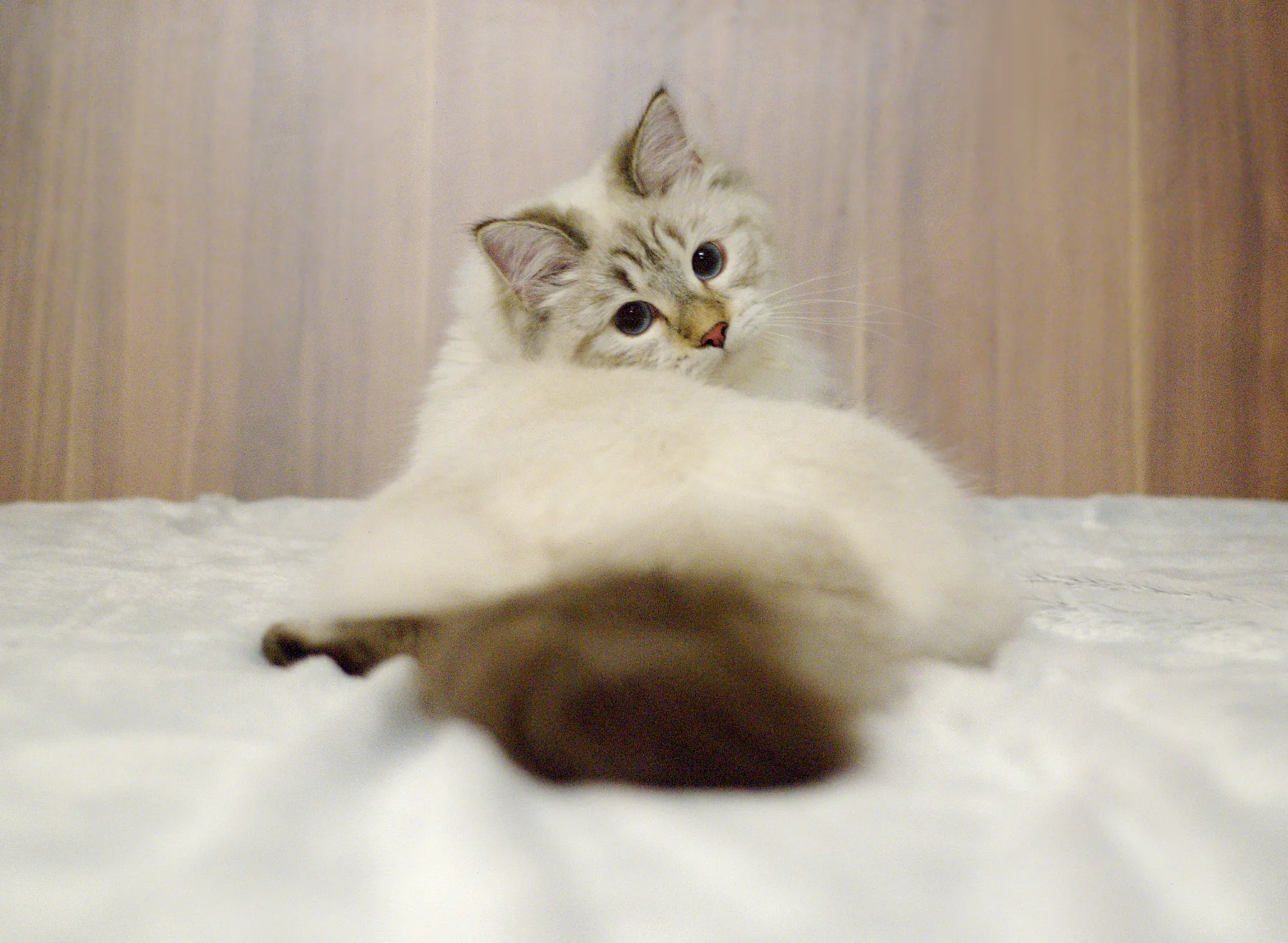 Verona Siberian Samotsvet 7,5 months