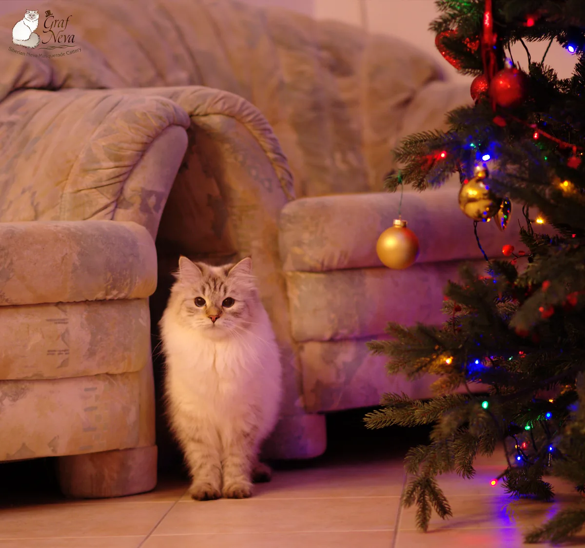 Verona Siberian Samotsvet 18 months