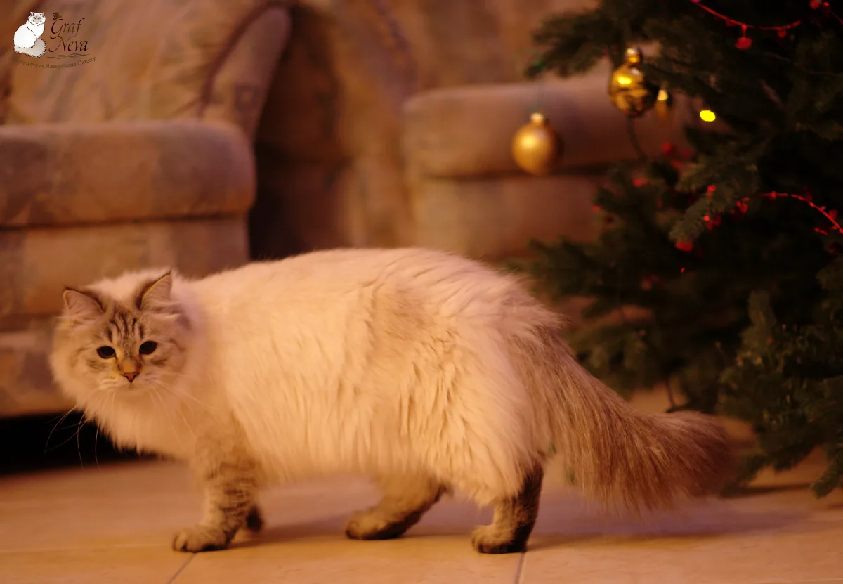 Verona Siberian Samotsvet 18 months