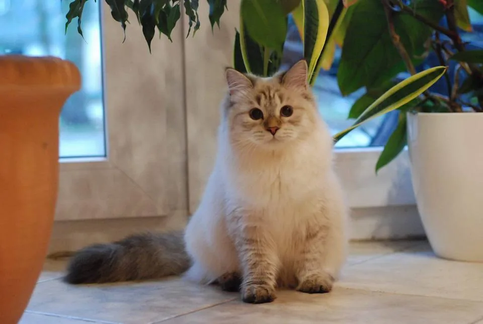 Verona Siberian Samotsvet, 6 months