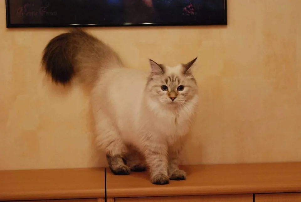 Verona Siberian Samotsvet, 6 months