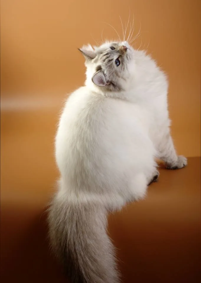 Verona Siberian Samotsvet 9 months