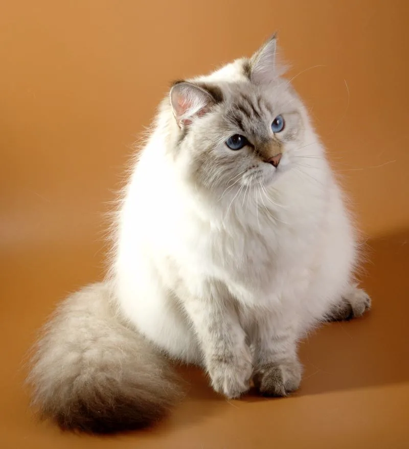 Verona Siberian Samotsvet 9 months