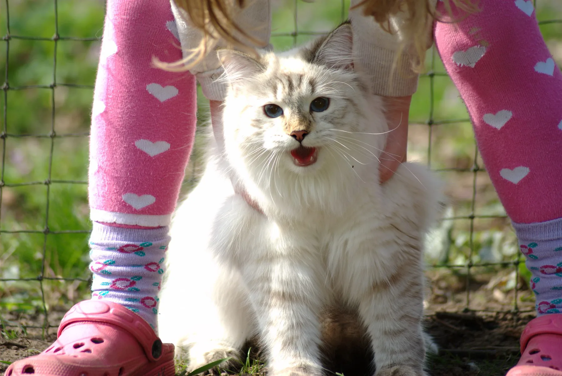Verona Siberian Samotsvet 8,5 months, tasting spring
