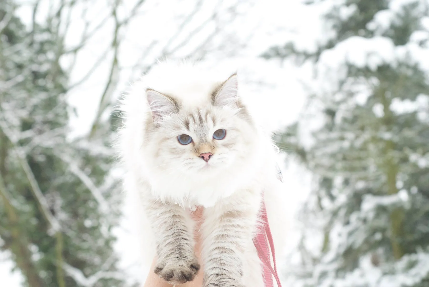 Verona Siberian Samotsvet, 6,5 months