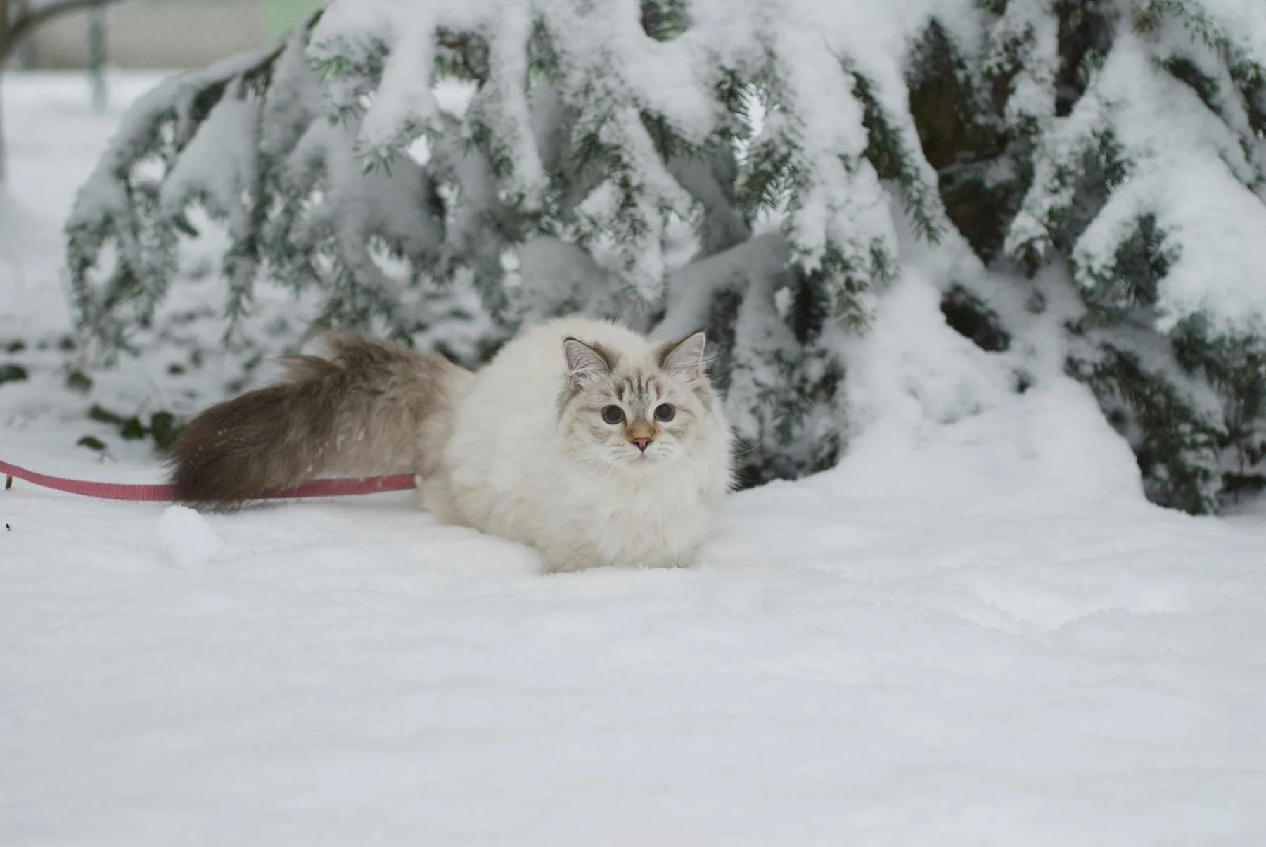 Verona Siberian Samotsvet, 6,5 months