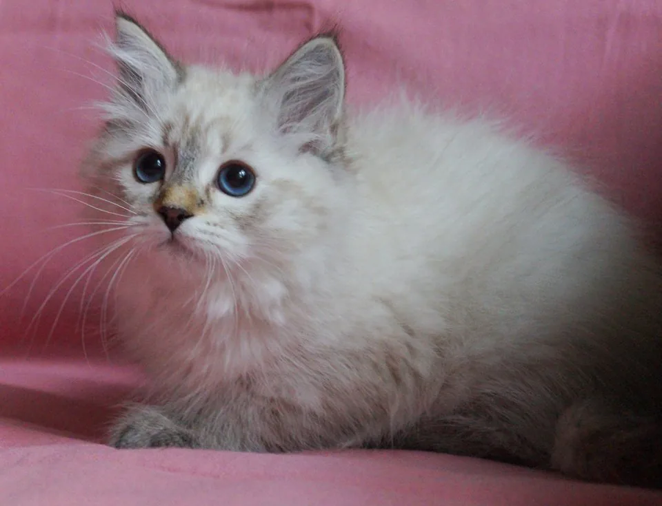 Verona Siberian Samotsvet, 3 months