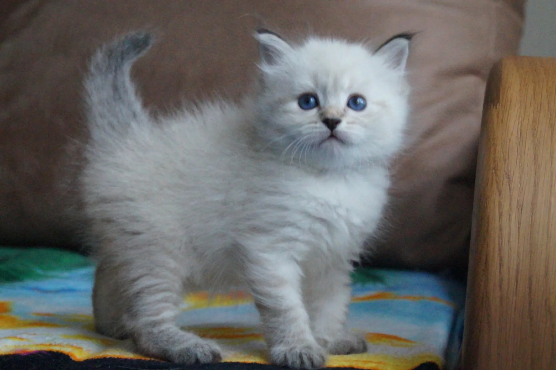 Verona Siberian Samotsvet, 1 months
