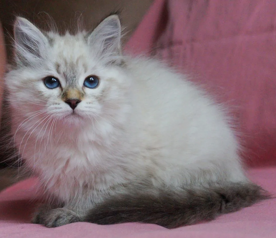 Verona Siberian Samotsvet, 3 months