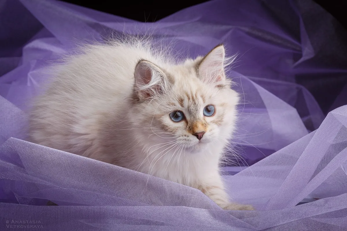 Verona Siberian Samotsvet, 3,5 months