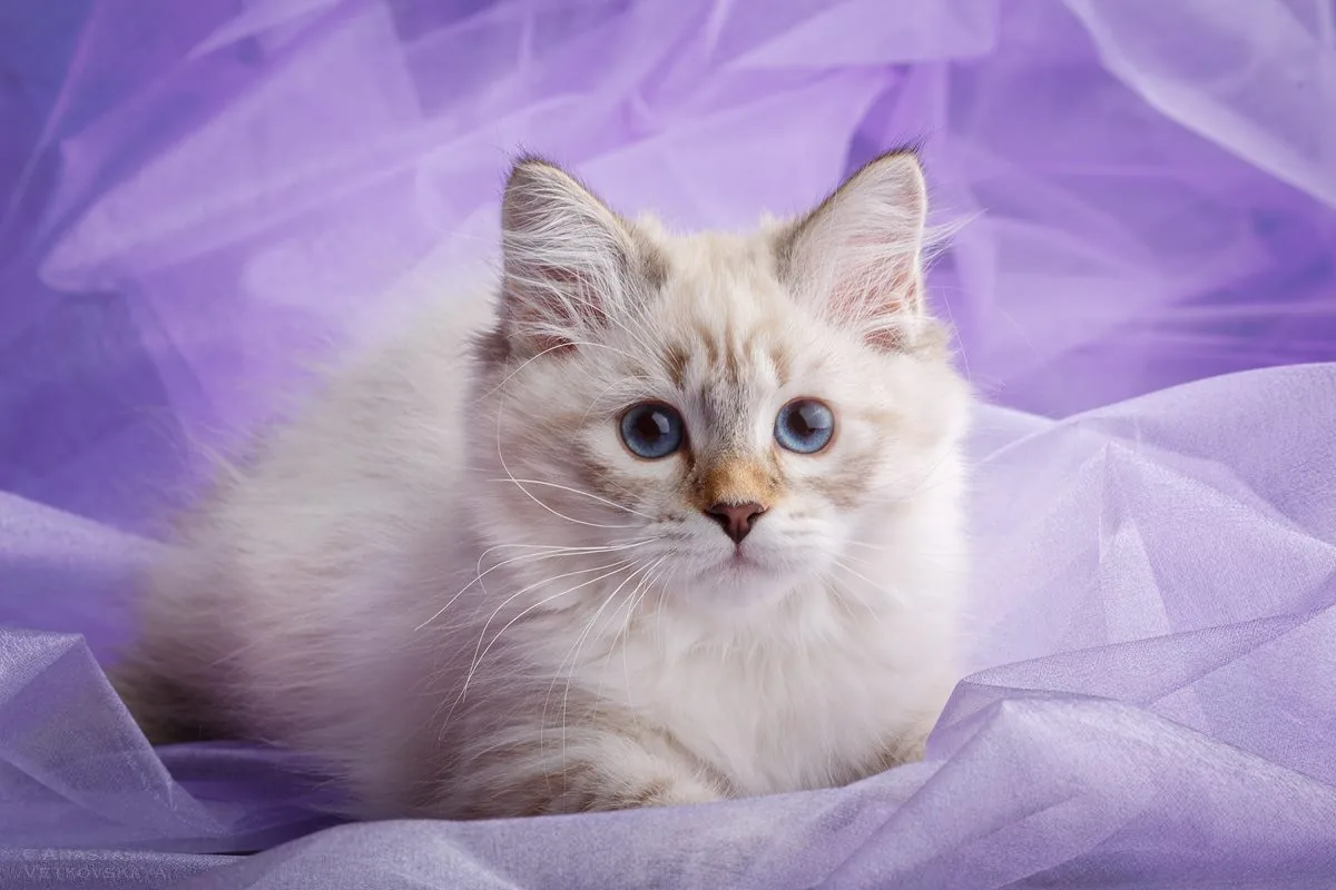 Verona Siberian Samotsvet, 3,5 months