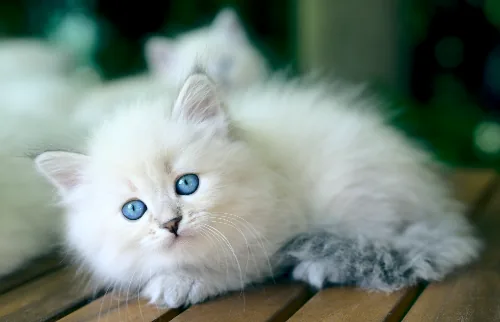 X-2 Litter, photo 6