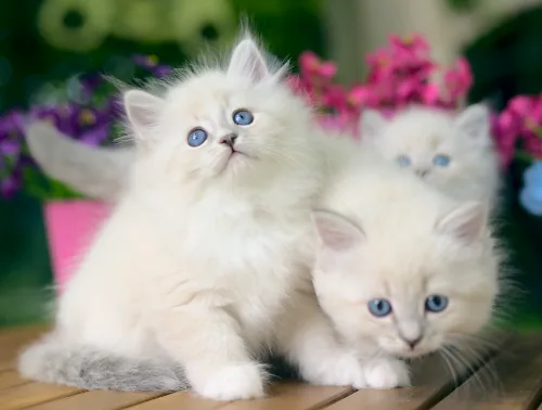 X-2 Litter, photo 9