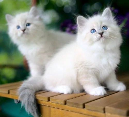 X-2 Litter, photo 7