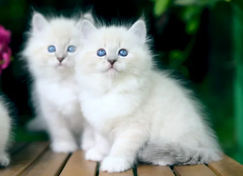 X-2 Litter, photo 4