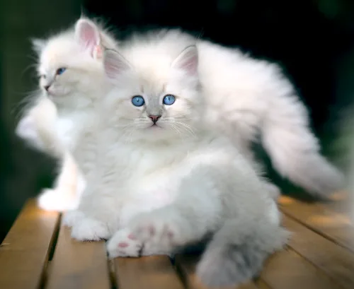 X-2 Litter, photo 8