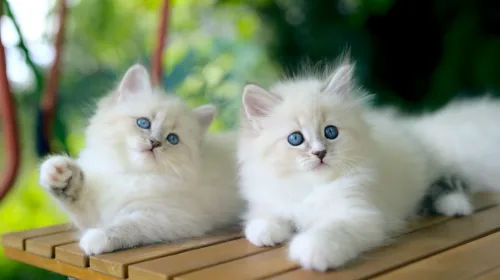 X-2 Litter, photo 5