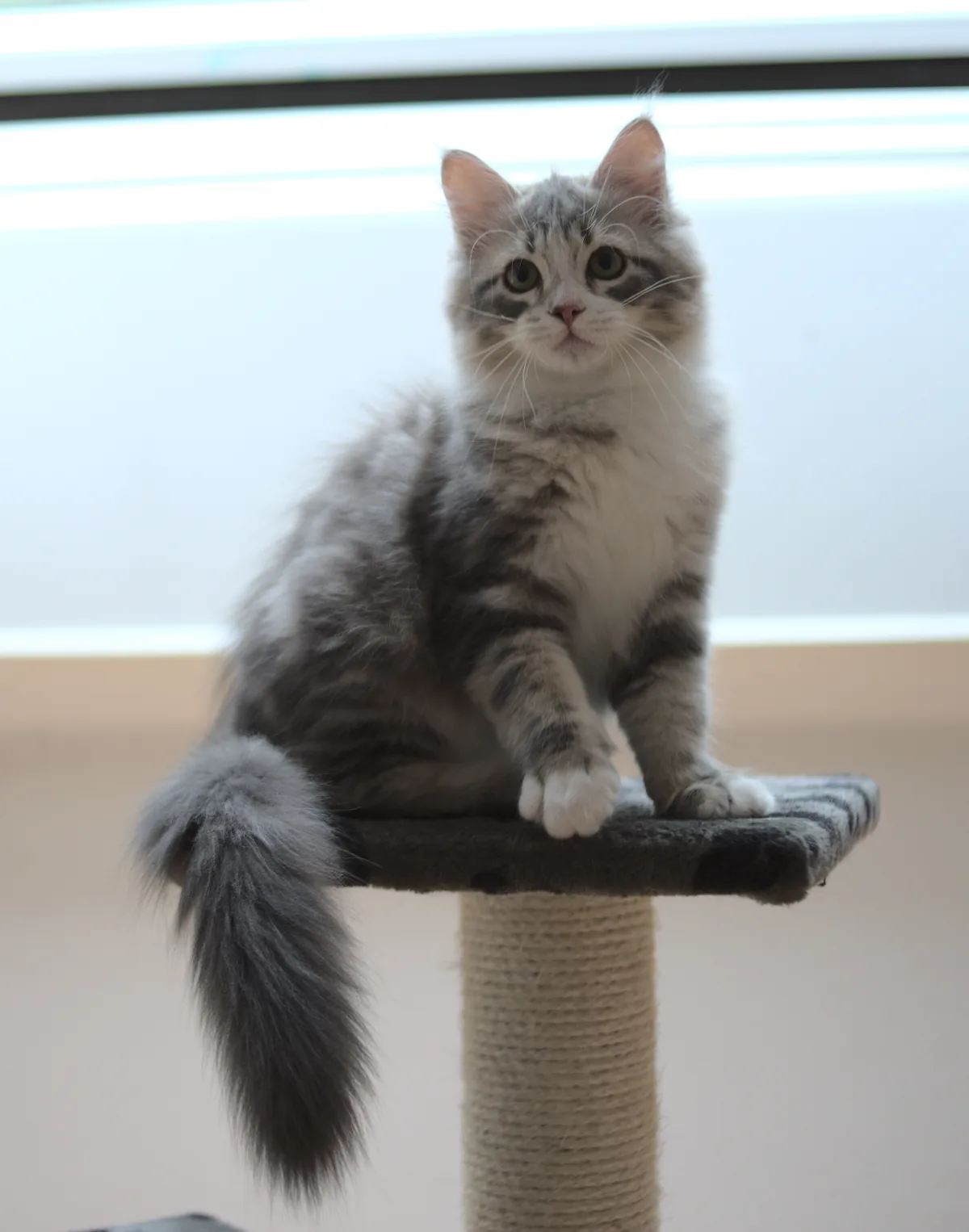 Color: blue blotchen tabby white