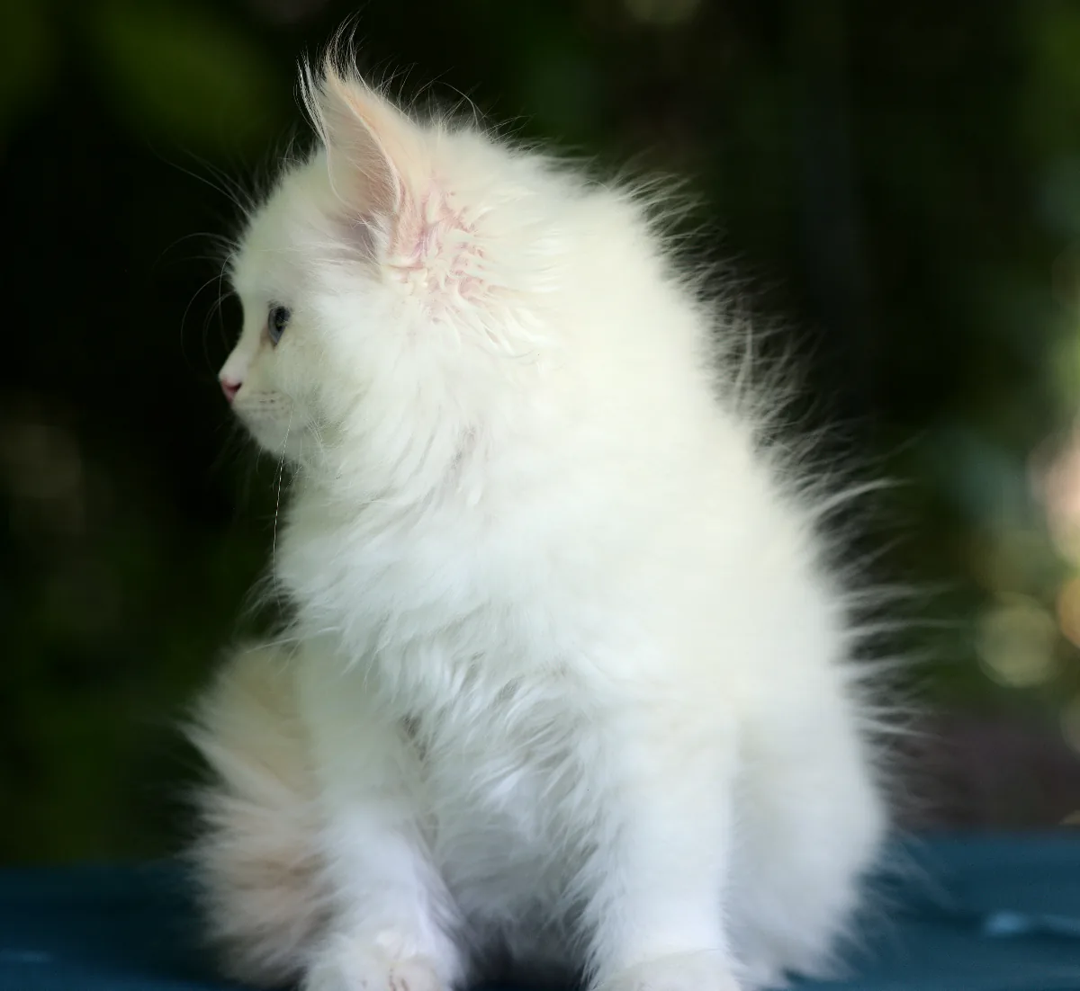 Color: red tabby point white