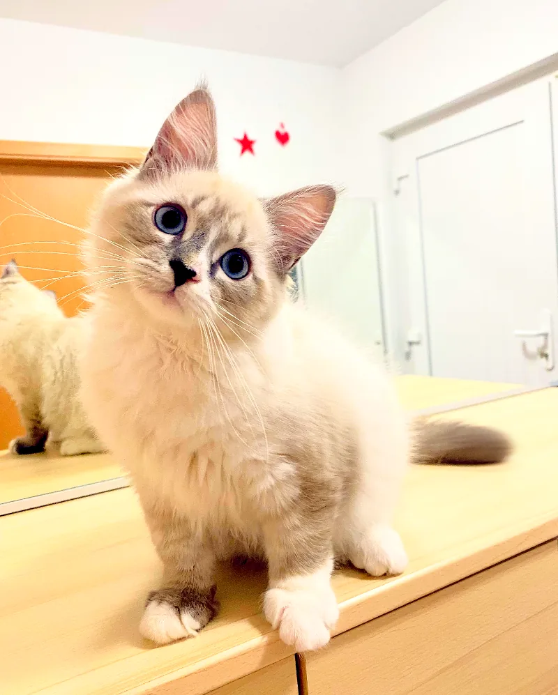 Color: seal tabby point white