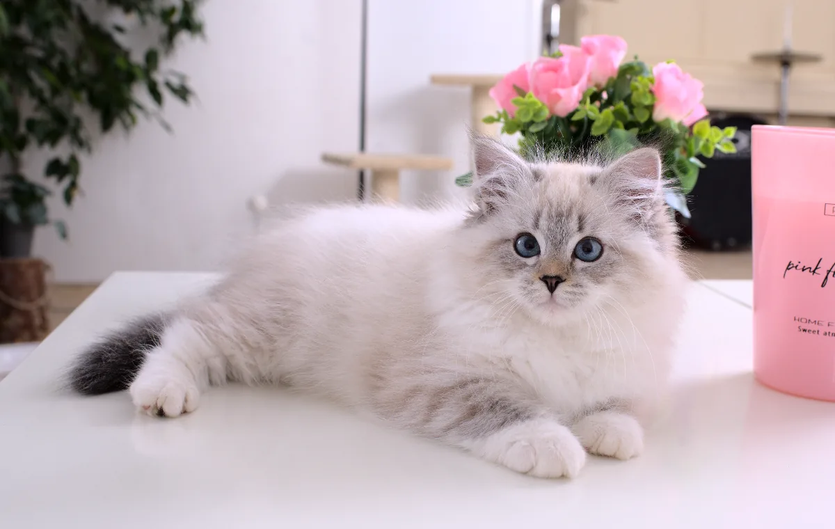 Color: seal tabby point white