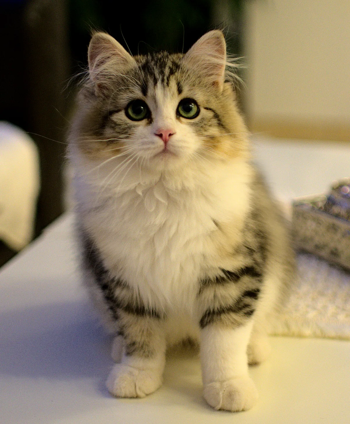 Color: black spotted tabby white, bicolor