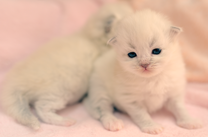 Z2 Litter kitten 1