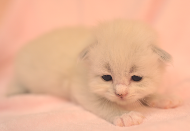 Z2 Litter kitten 2