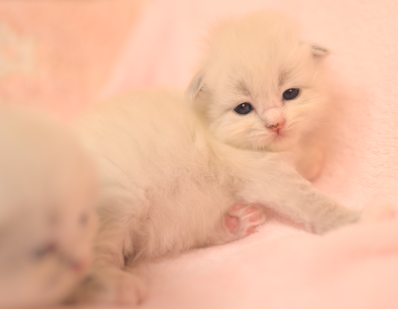 Z2 Litter kitten 3