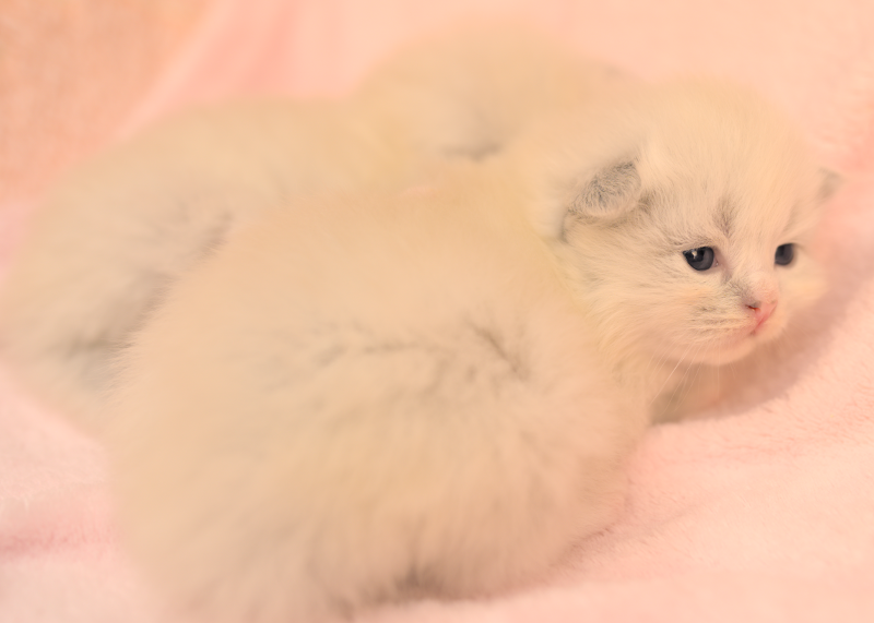 Z2 Litter kitten 4