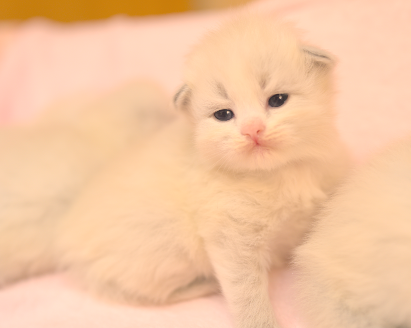 Z2 Litter kitten 5