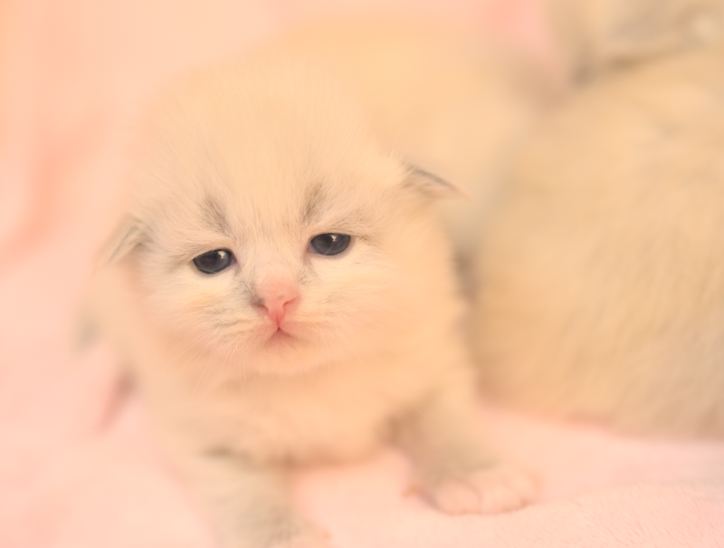 Z2 Litter kitten 6