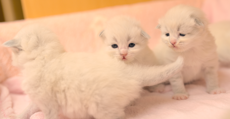 Z2 Litter kitten 7