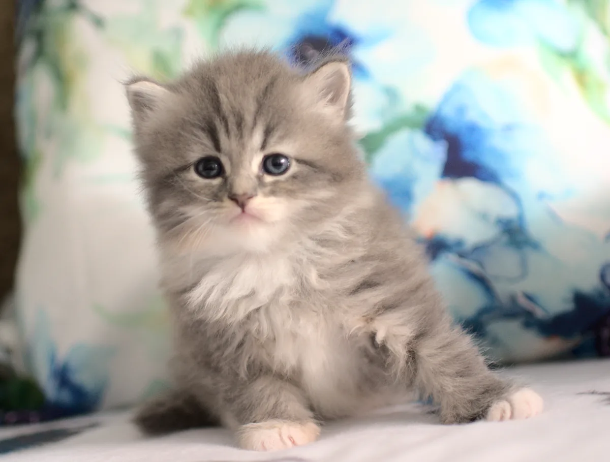 Color: blue torbie silver spotted tabby white