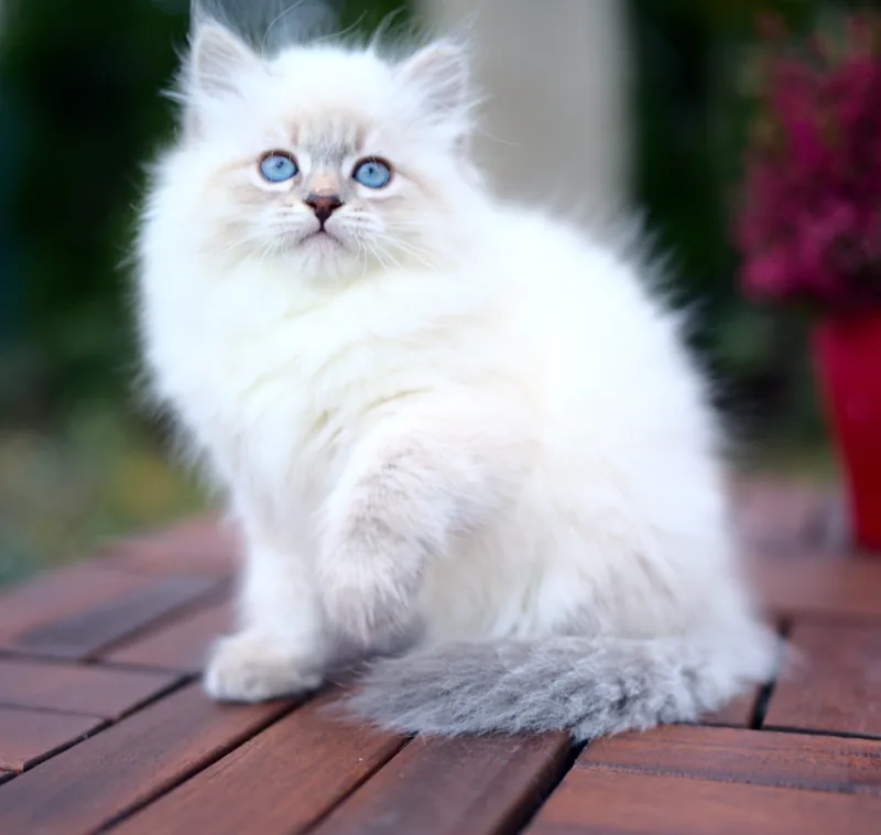 Color: blue silver tabby point