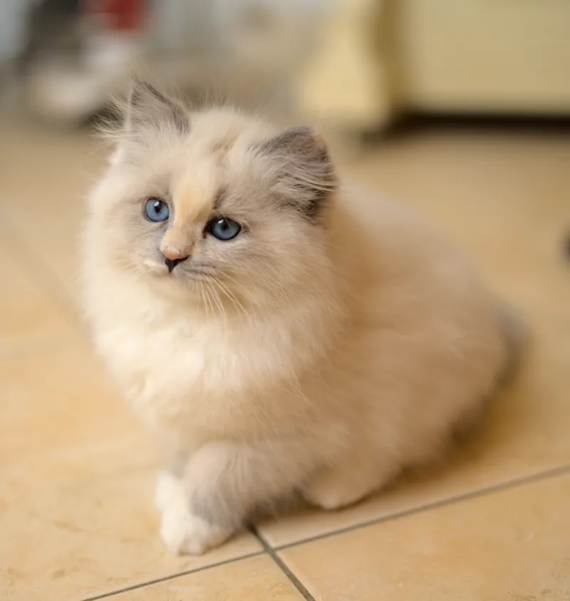 Color: blue tortie point white